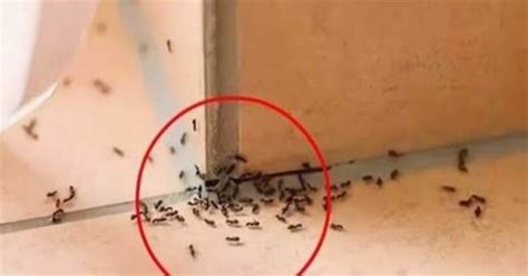 風水 生門 家裡突然出現大量螞蟻